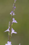 Texas vervain